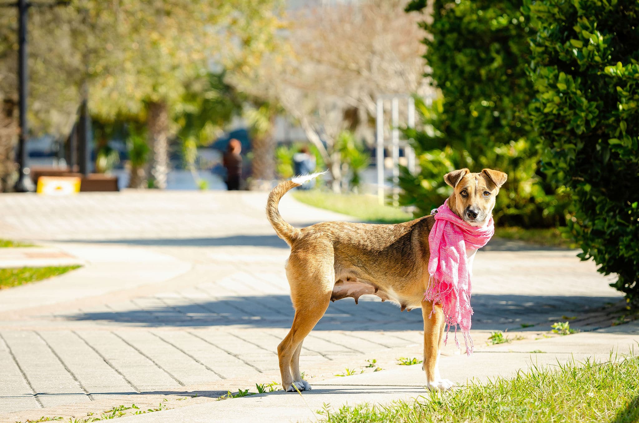 Kittu the Indian desi pariah dog
