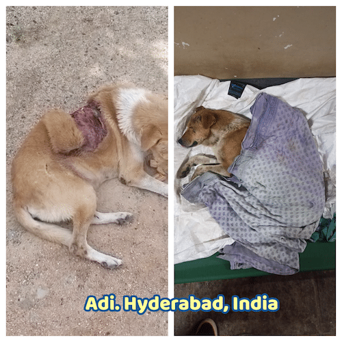 Adi