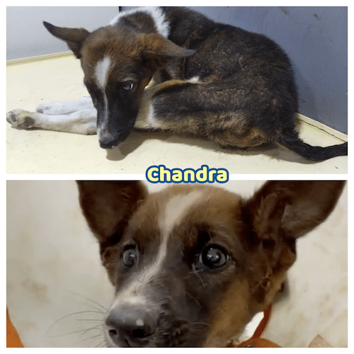 Chandra
