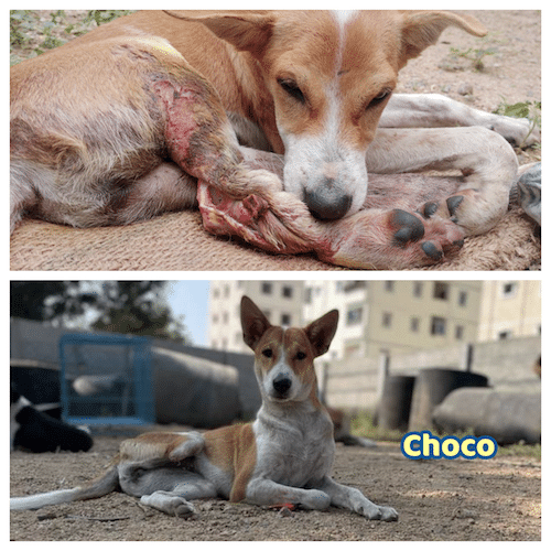 Choco