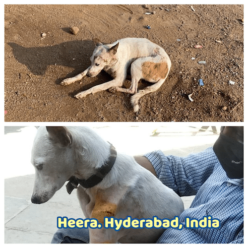 Heera