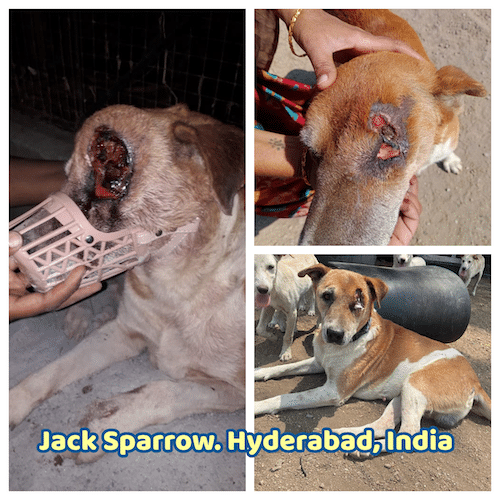 Jacksparrow