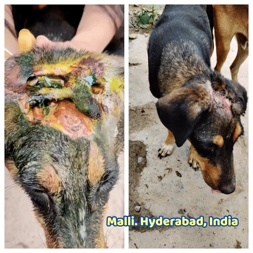 Malli