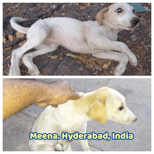 Meena