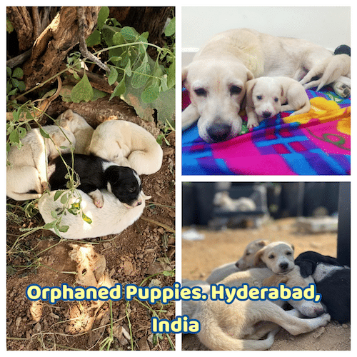 OrphanedVeeruPuppies