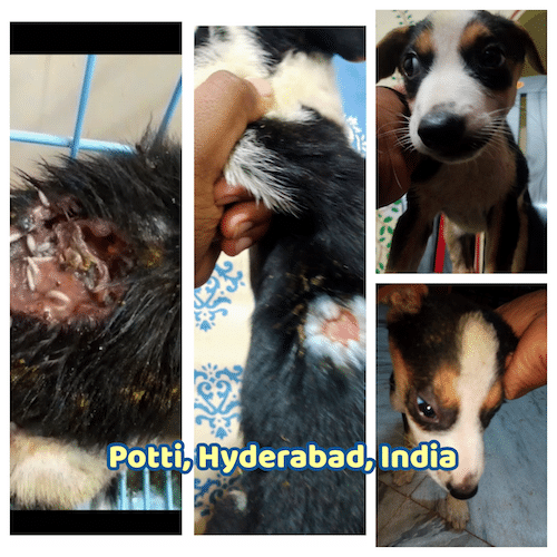 Potti