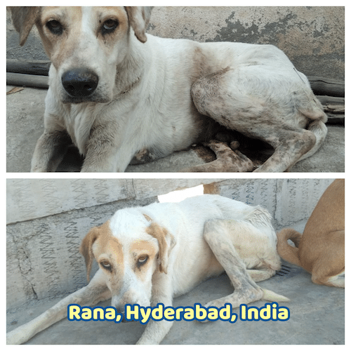 Rana