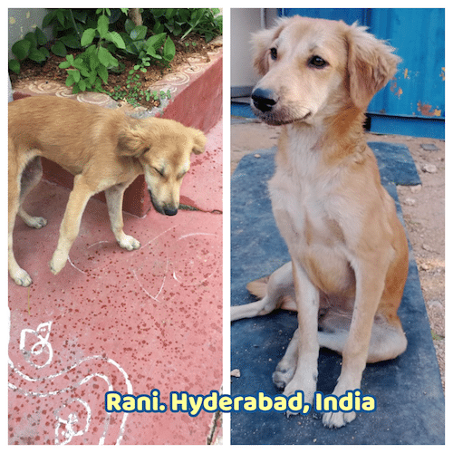 Rani