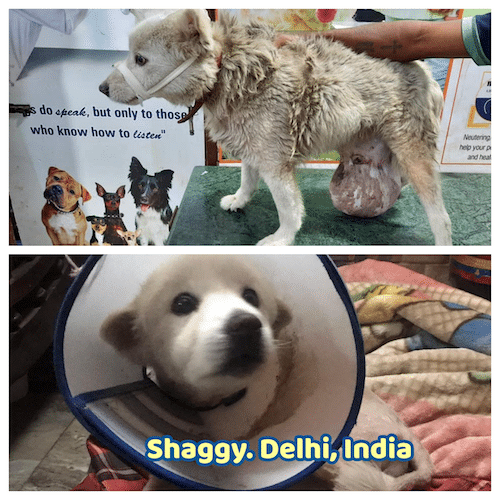 Shaggy