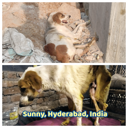 Sunny