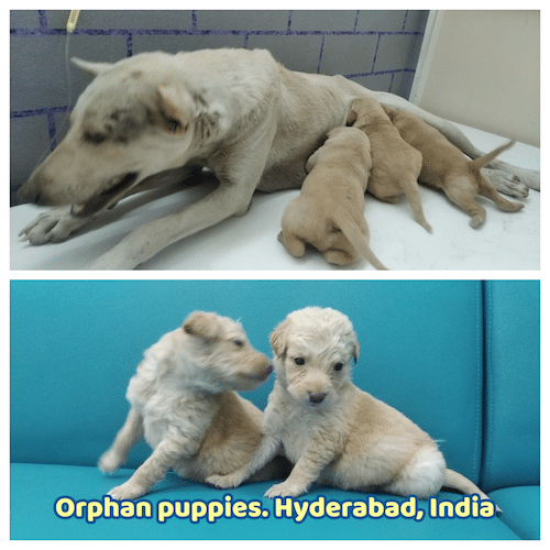 TrioPups