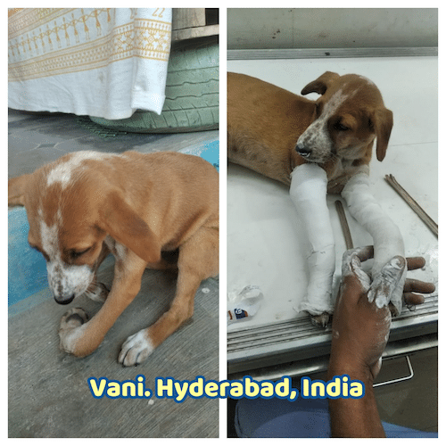 Vani