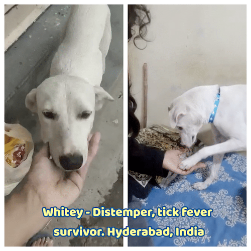 Whitey