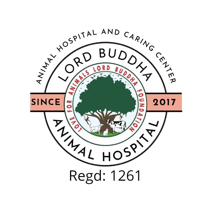 Lord Budda foundation Lord Budda foundation Logo