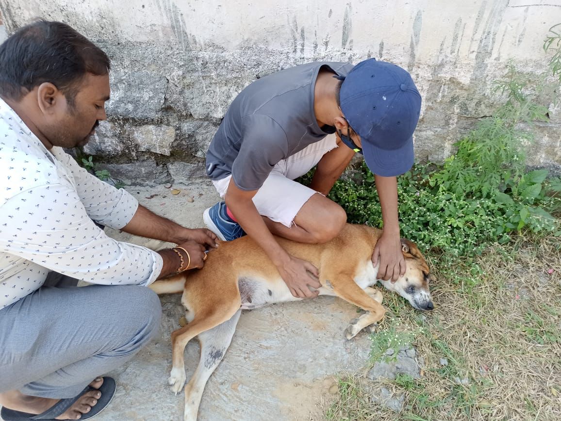 Volunteers administer rabies vaccine to stray dog during annual rabies vaccination drive.
