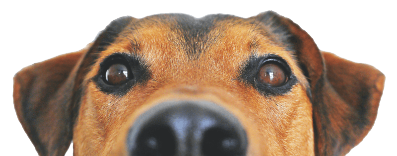 DogHead