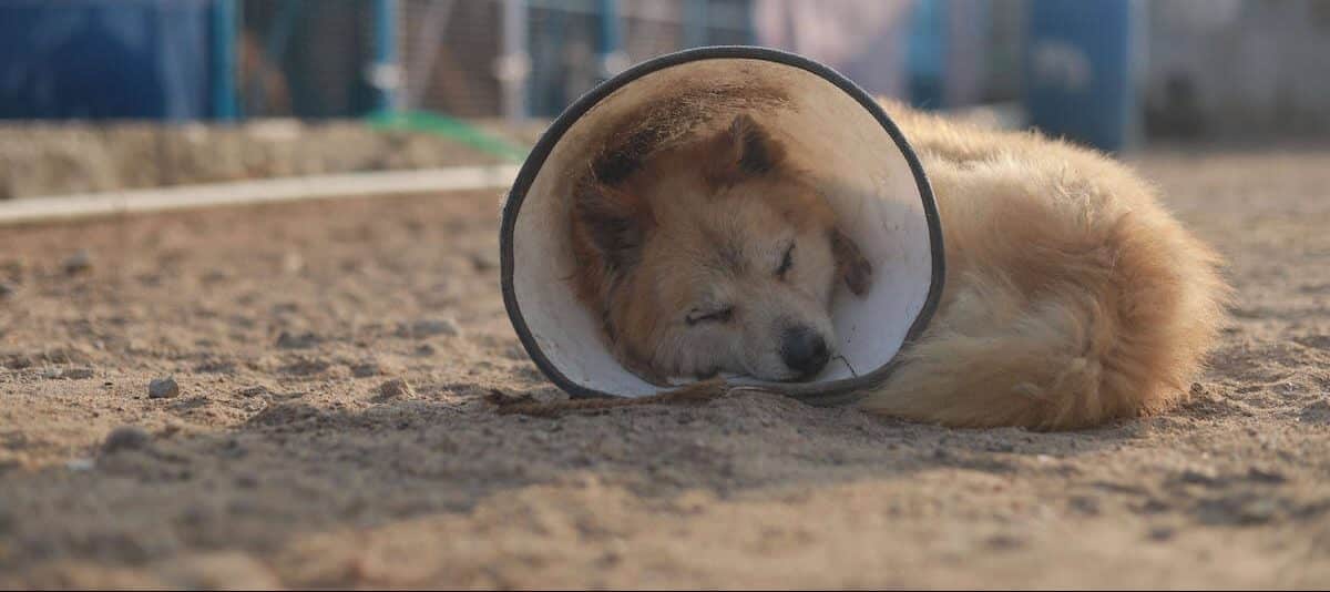 Dog sleeping in sun