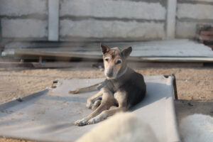 SAFI ANIMAL SANCTUARY SAFI ANIMAL SANCTUARY