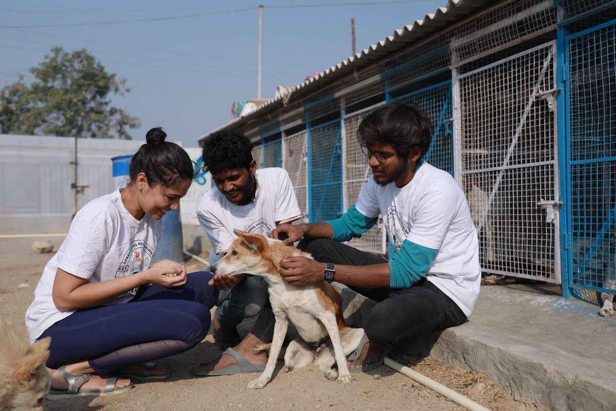 SAFI-Shelter sanctuary dogs-5604 SAFI Shelter sanctuary dogs