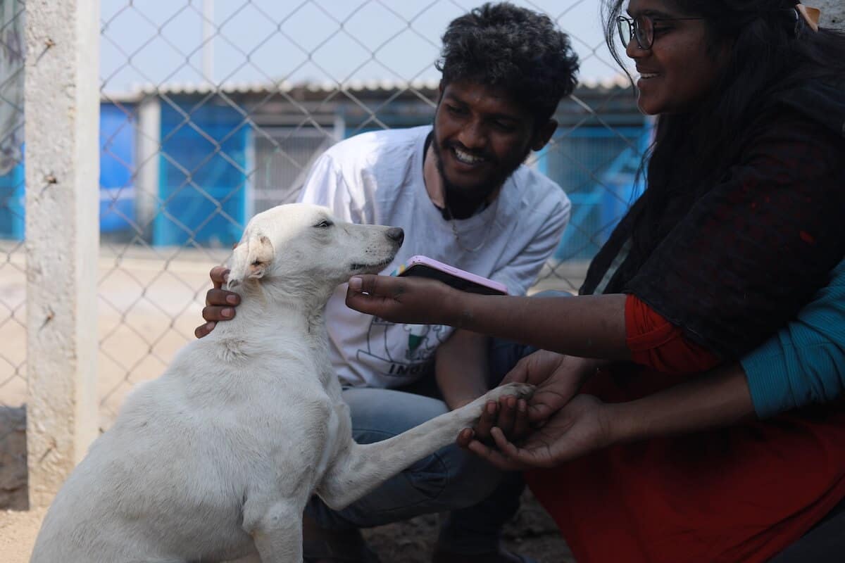 Adopt an Indian breed Adopt an Indian breed