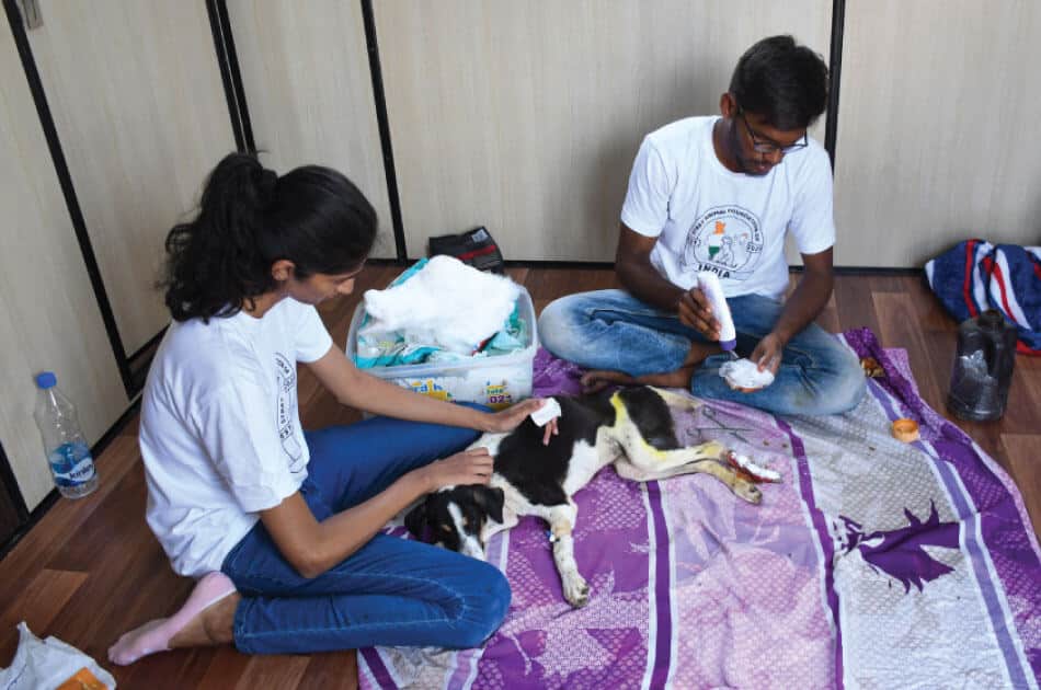 SAFI Rescue 79 million strays in indian streets