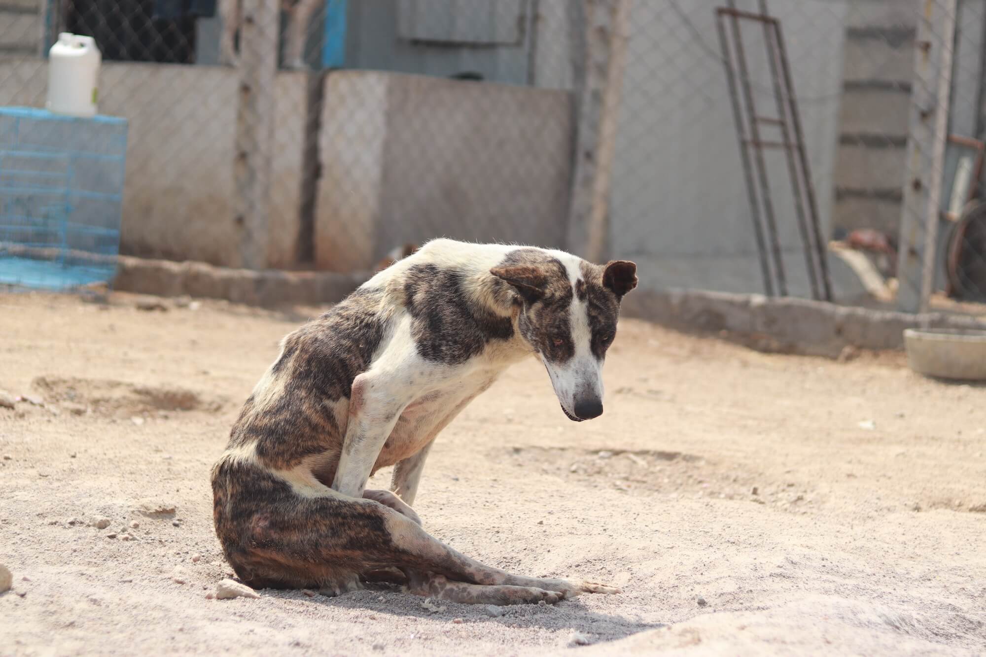 Paralyzed dog in shelter Paralyzed dog in shelter