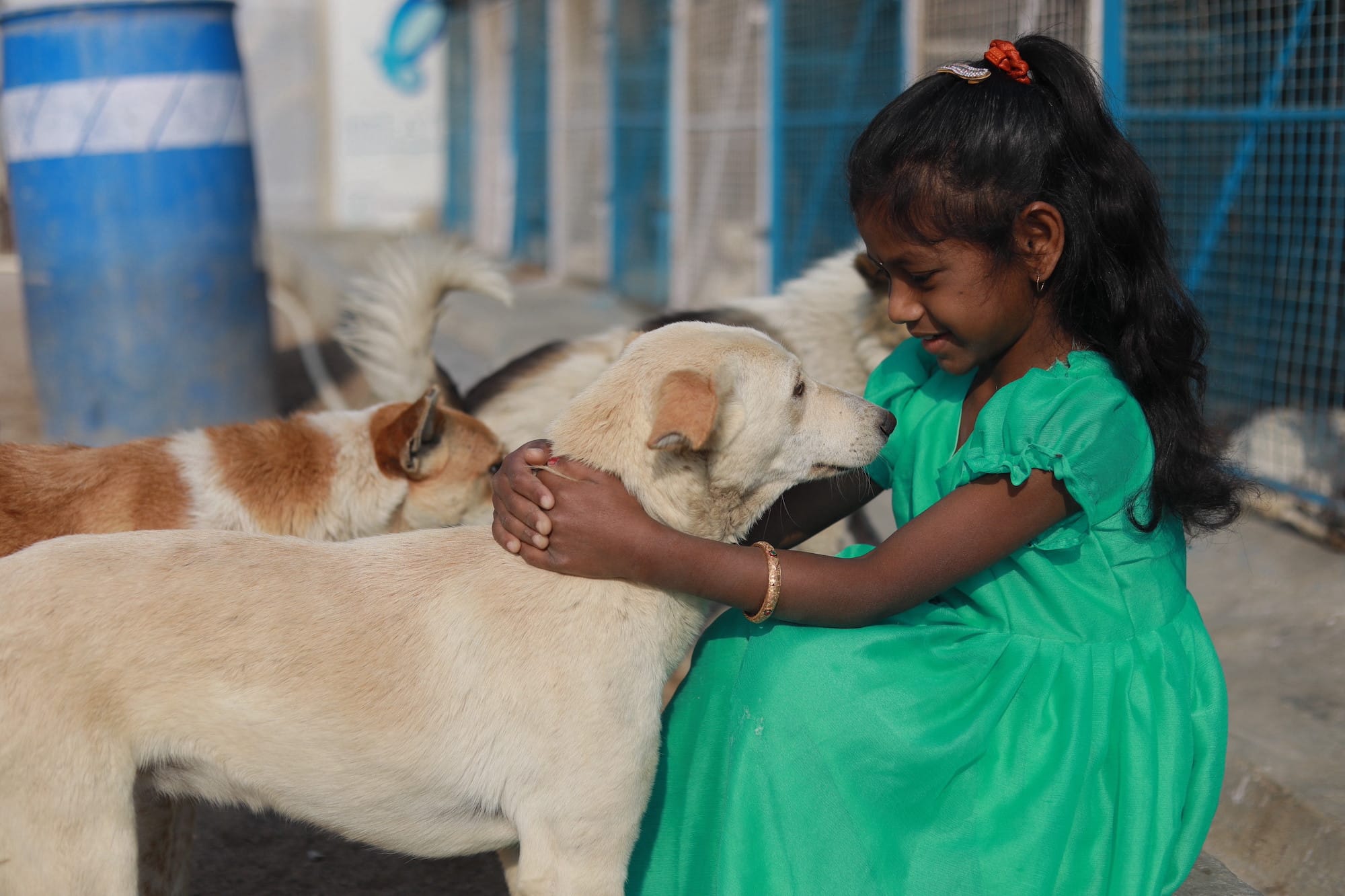 SAFI Shelter Dogs