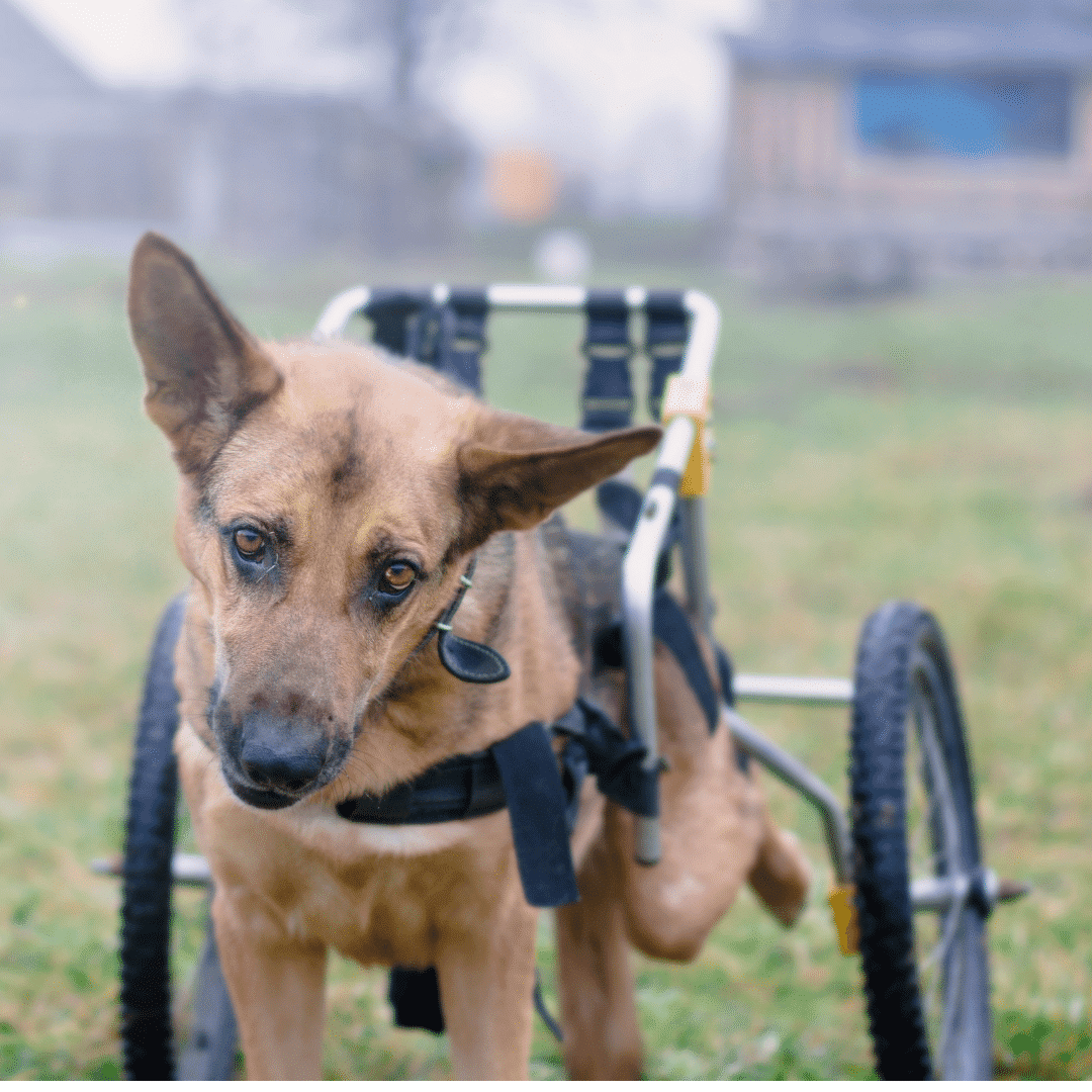 Dog Wheelchair Dog Wheelchair