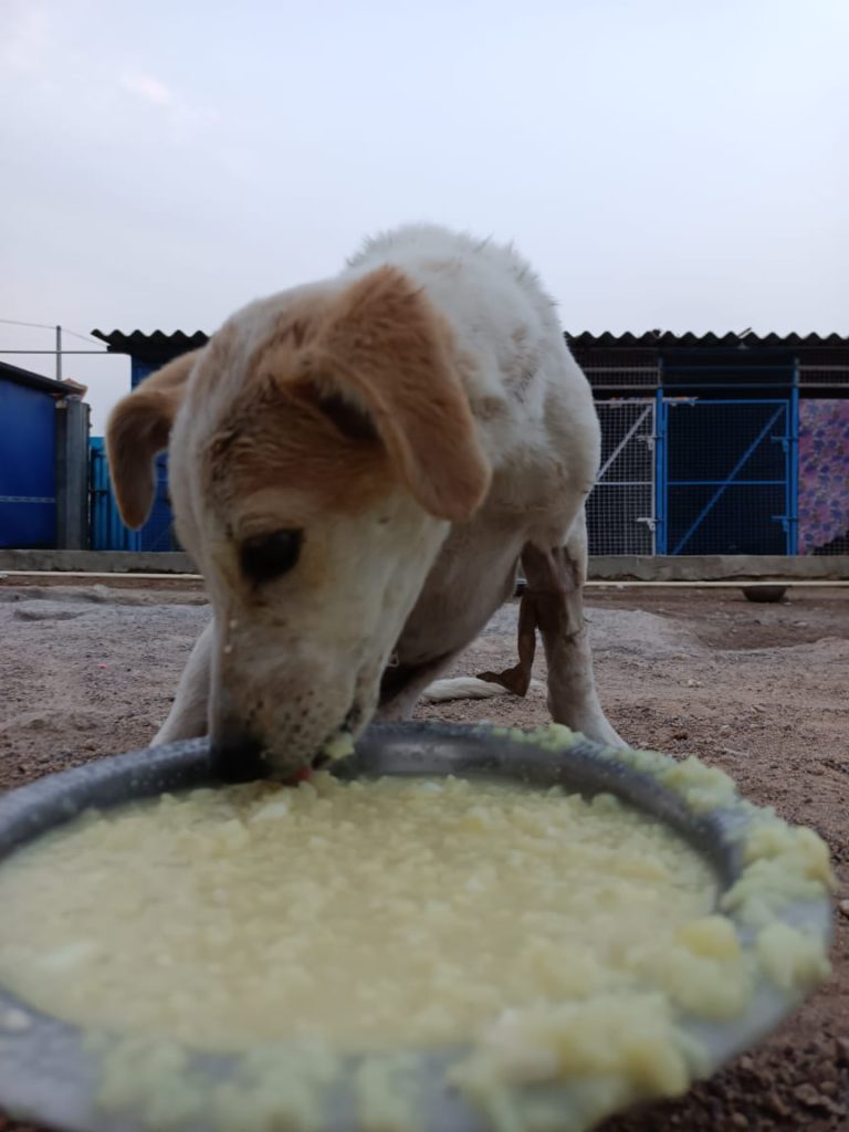 Puppy eating Puppy eating