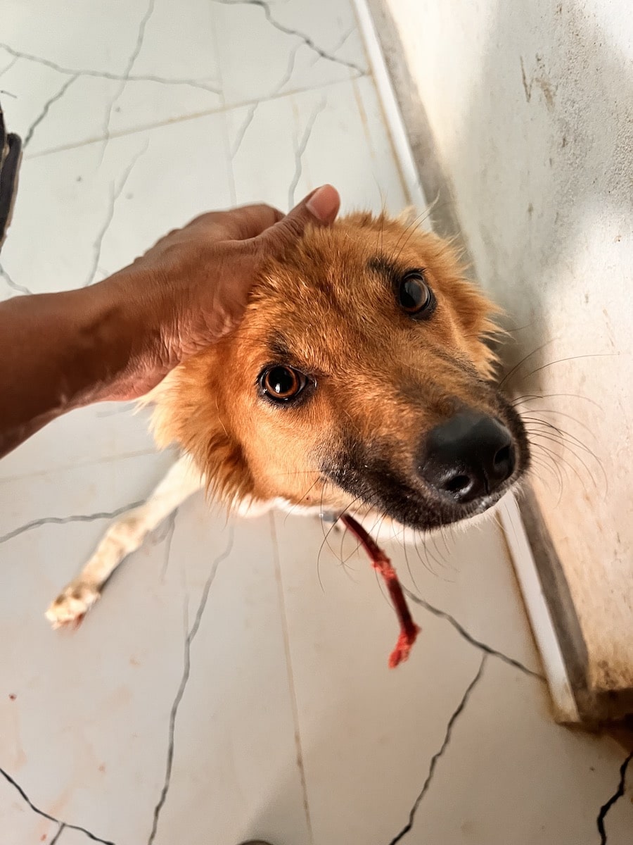 Bablu the paralyzed dog