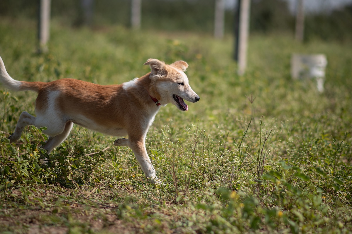 Indian breed dog