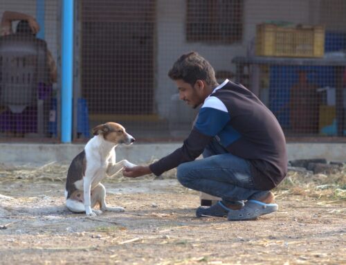 The Environmental Impact of Stray Animals