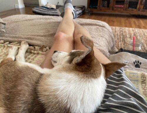 From Paralyzed to Pampered: The Inspirational Journey of a Street Dog in the USA