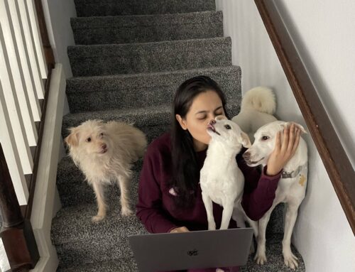 Babu’s Heartwarming Journey: From Indian Street Dog to Beloved Member of a Seattle Family