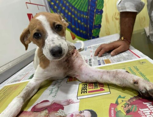 Chikki’s Inspiring Journey: From Indian Street Dog to Beloved Family Member in the USA