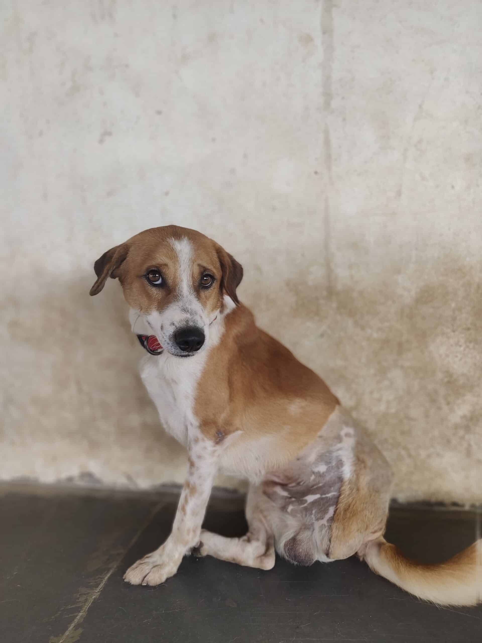 Maruthi the 2 legged dog