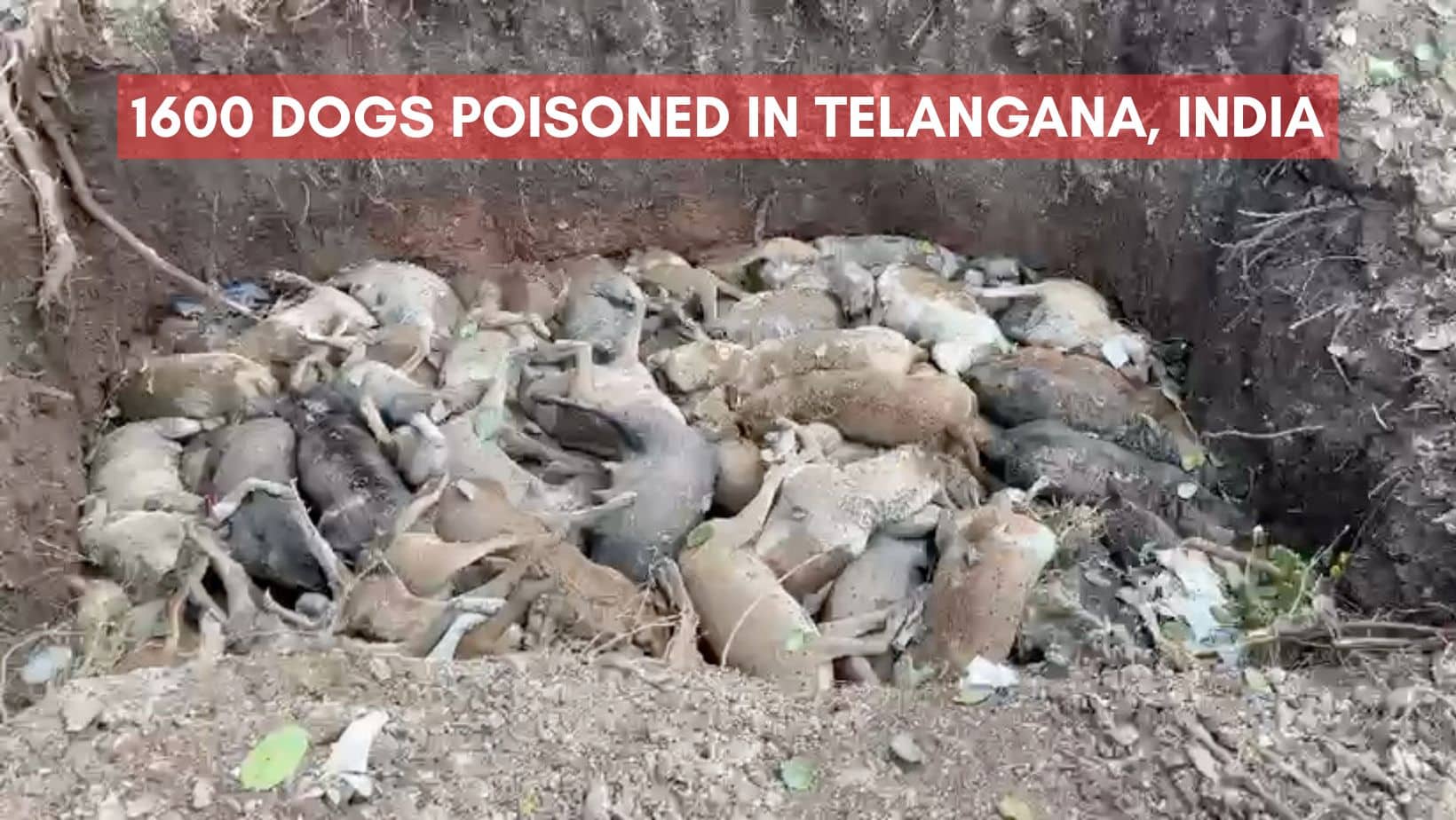 1600 dogs poisoned in Telangana, India
